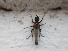 Dilophus pectoralis