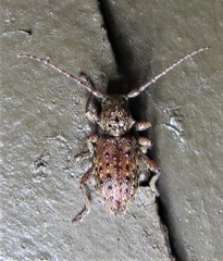 Plectrura spinicauda