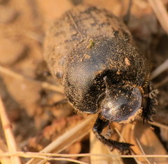 Onthophagus nuchicornis