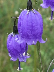 Adenophora stenanthina