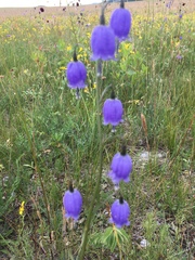 Adenophora stenanthina