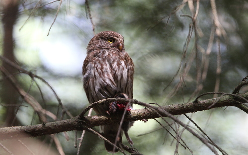 Mochuelo chico (Glaucidium passerinum)