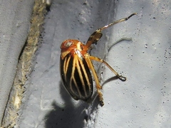 Phylloscelis atra
