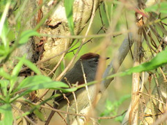 Synallaxis frontalis