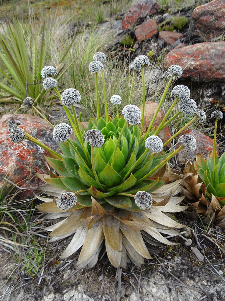 Paepalanthus alpinus