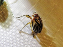 Phylloscelis atra