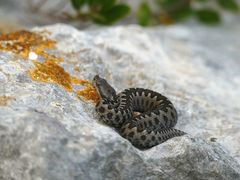 Vipera latastei