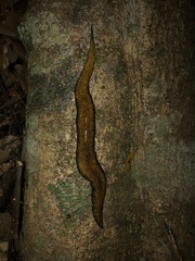 Continenticola