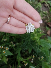 Achillea millefolium