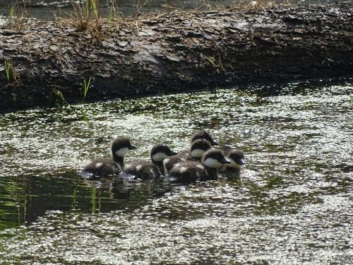 Common Goldeneye (Bucephala clangula)