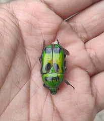 Heterorrhina macleayi