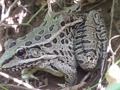 Lithobates magnaocularis