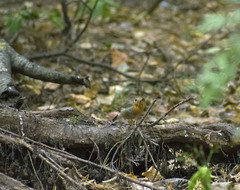 Erithacus rubecula