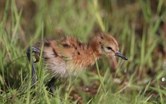 Limosa limosa