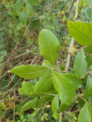 Salix caprea