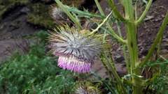 Cirsium nivale