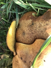 Suillus collinitus