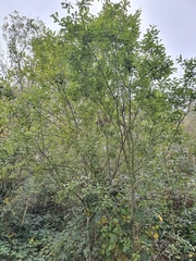 Salix caprea