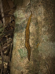 Continenticola
