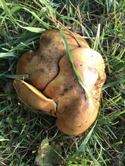 Suillus collinitus