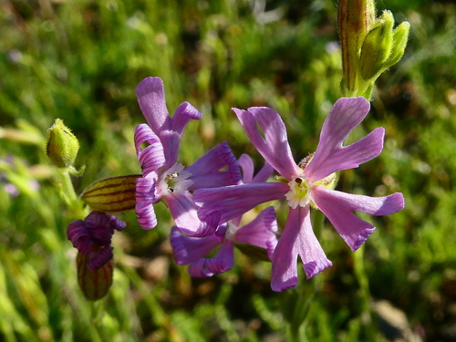 Silene nocturna iNat (1)