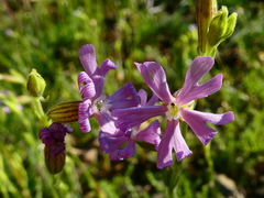 Silene nocturna