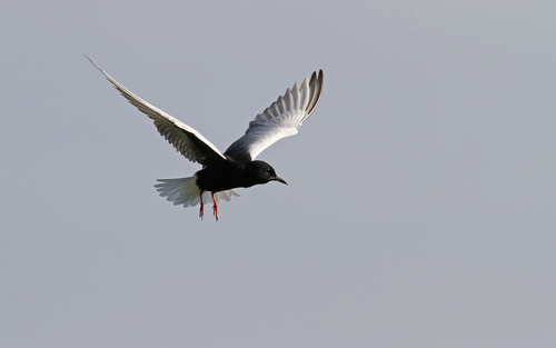 Fumarel aliblanco (Chlidonias leucopterus)
