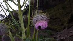 Cirsium nivale