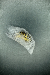 Eligma hypsoides