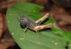 Maculiparia curtipennis