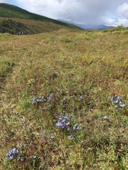 Lomatogonium carinthiacum