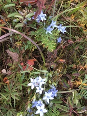Lomatogonium carinthiacum