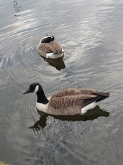 Branta canadensis