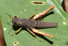 Maculiparia curtipennis
