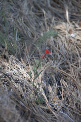 Silene laciniata laciniata