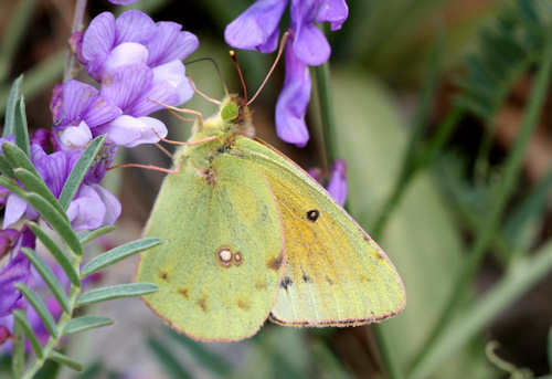 Greek Clouded Yellow