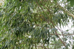 Todirostrum poliocephalum