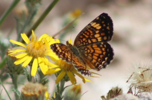 Phyciodes vesta graphica