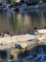 Nannopterum brasilianum