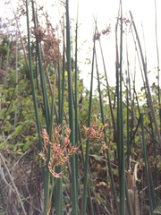 Juncus textilis