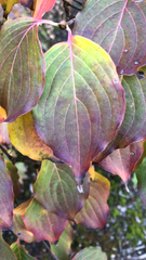 Cornus kousa