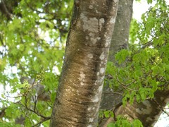 Mimosoideae