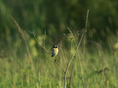 Saxicola rubetra