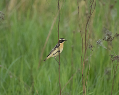 Saxicola rubetra