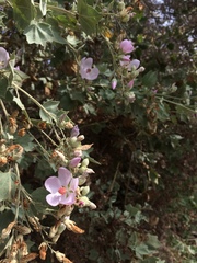 Malacothamnus fasciculatus nuttallii