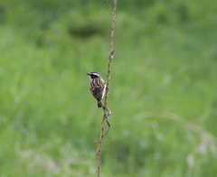 Saxicola rubetra
