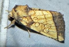 Papaipema rigida