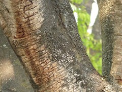 Mimosoideae
