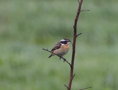 Saxicola rubetra