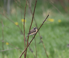 Saxicola rubetra